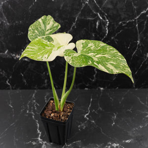 Monstera Deliciosa 'Creme Brûlée' (wk41-L38)