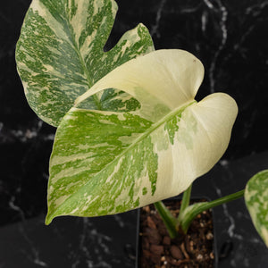 Monstera Deliciosa 'Creme Brûlée' (wk41-L38)