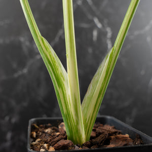 Monstera Deliciosa 'Creme Brûlée' (wk41-L38)
