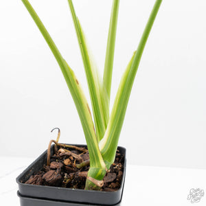 Monstera Deliciosa 'Electrolyte' (wk23-B)