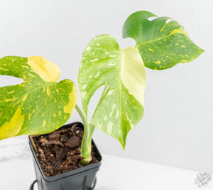 Monstera Deliciosa 'Electrolyte' (wk13-UO)