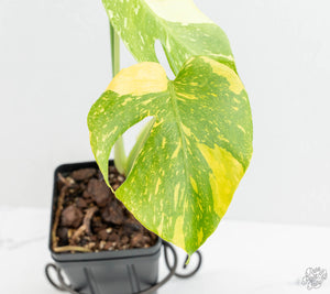 Monstera Deliciosa 'Electrolyte' (wk13-UO)