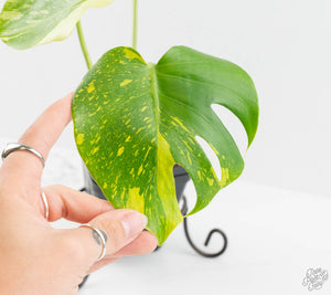 Monstera Deliciosa 'Electrolyte' (wk13-UO)