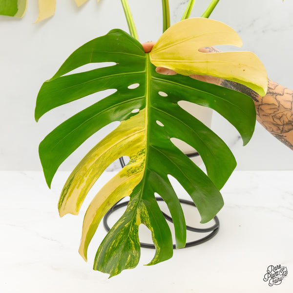 Monstera Deliciosa Aurea Variegated (Small Form/Borsigiana) (wk50-A)