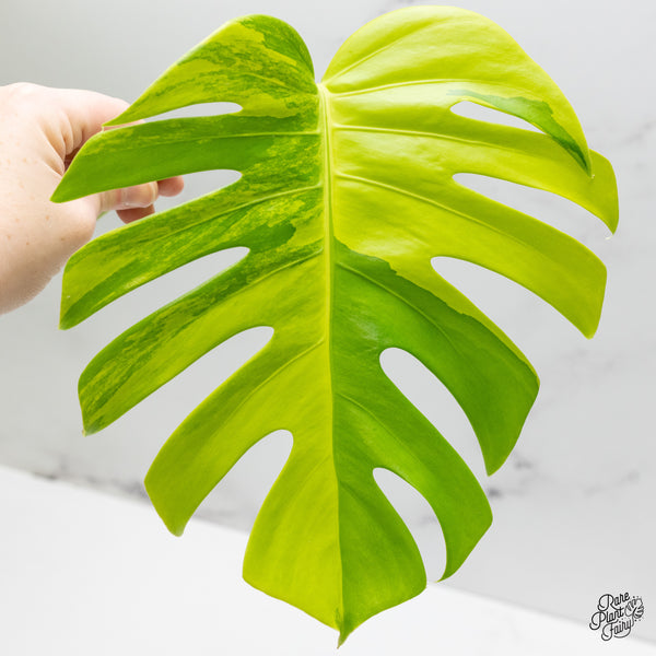 Monstera Deliciosa Aurea Variegated (Small Form/Borsigiana) (wk50-A)