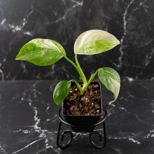 Monstera Lechleriana Albo Variegated
