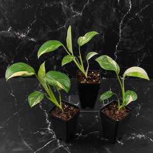 Monstera Lechleriana Albo Variegated