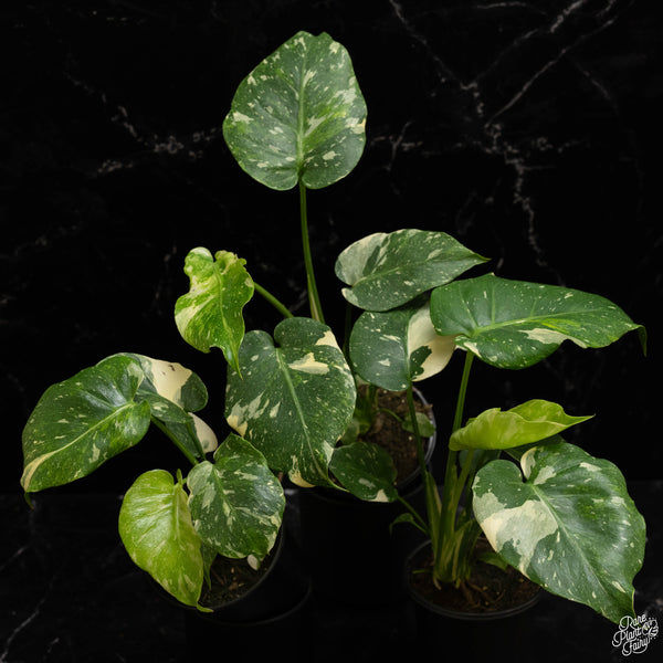 Monstera Deliciosa 'Thai Constellation' Tricolor  *Grower's Choice*
