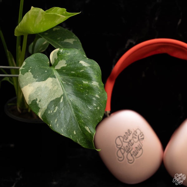 Monstera Deliciosa 'Thai Constellation' Tricolor  *Grower's Choice*