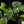 Monstera Deliciosa 'Thai Constellation' Tricolor  *Grower's Choice*