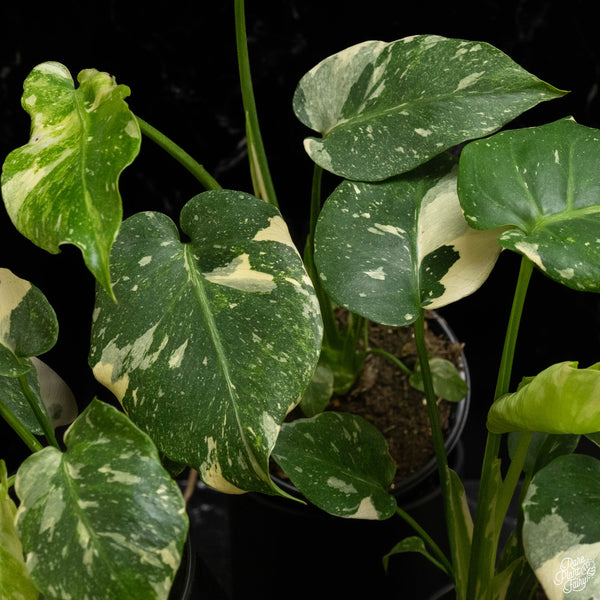 Monstera Deliciosa 'Thai Constellation' Tricolor  *Grower's Choice*