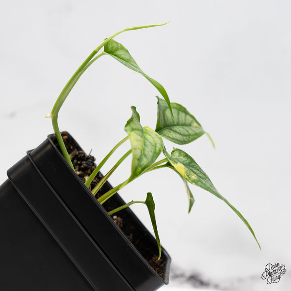 Monstera Siltepecana Aurea Variegated (wk52-B)