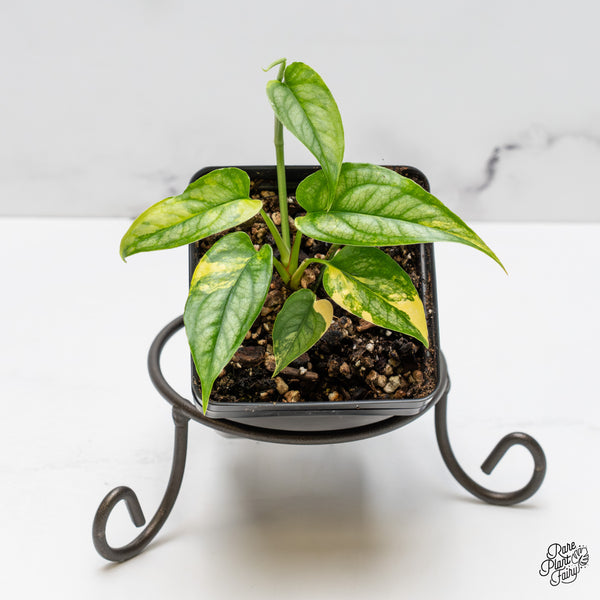 Monstera Siltepecana Aurea Variegated (wk52-B)