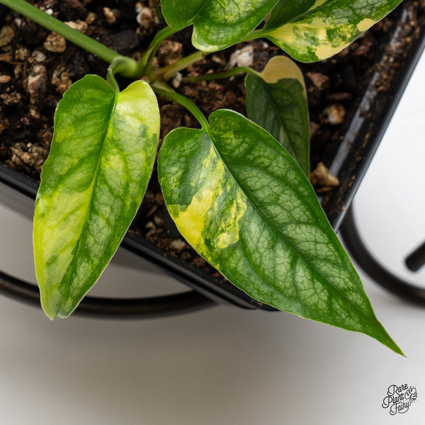 Monstera Siltepecana Aurea Variegated (wk52-B)