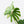 Monstera deliciosa ‘Tattoo’ *Grower's Choice*