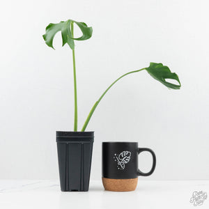 Monstera Deliciosa 'Unniiae' (wk19-US)