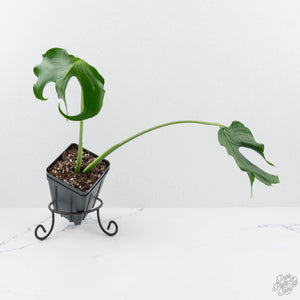 Monstera Deliciosa 'Unniiae' (wk19-US)