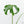 Monstera Deliciosa 'Unniiae' (wk19-US)