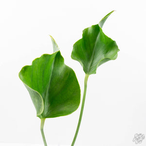 Monstera Deliciosa 'Unniiae' (wk20-UI)