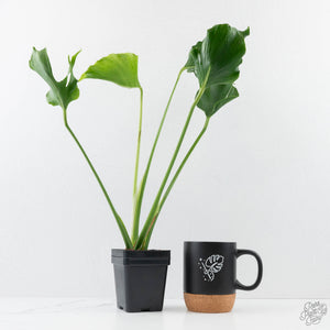 Monstera Deliciosa 'Unniiae' (wk28-UA)