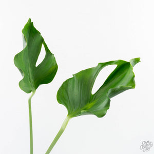 Monstera Deliciosa 'Unniiae' (wk28-UA)