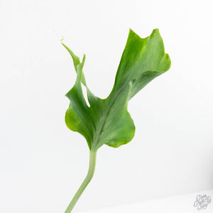 Monstera Deliciosa 'Unniiae' (wk28-UA)