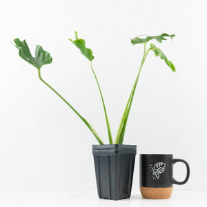 Monstera Deliciosa 'Unniiae' (wk33-U5)