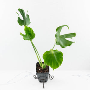 Monstera Deliciosa 'Unniiae' (wk33-U5)
