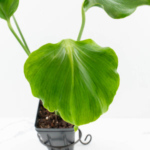 Monstera Deliciosa 'Unniiae' (wk33-U5)
