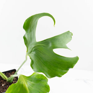 Monstera Deliciosa 'Unniiae' (wk33-U5)