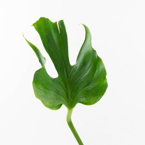 Monstera Deliciosa 'Unniiae' (wk33-U5)