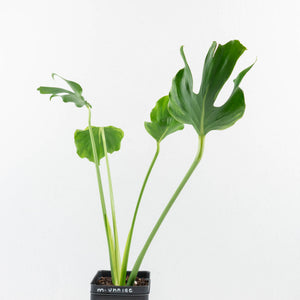 Monstera Deliciosa 'Unniiae' (wk33-U5)