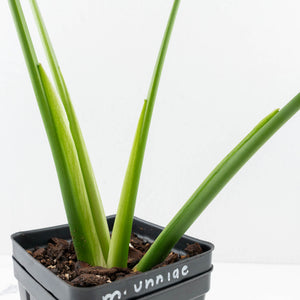 Monstera Deliciosa 'Unniiae' (wk33-U5)