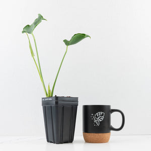 Monstera Deliciosa 'Unniiae' (wk33-U6)