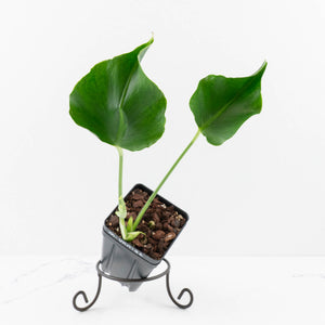 Monstera Deliciosa 'Unniiae' (wk33-U6)