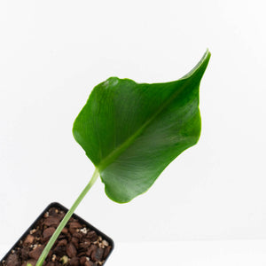 Monstera Deliciosa 'Unniiae' (wk33-U6)