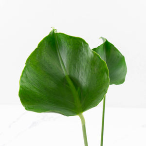 Monstera Deliciosa 'Unniiae' (wk33-U6)