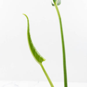 Monstera Deliciosa 'Unniiae' (wk33-U6)