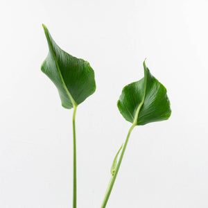 Monstera Deliciosa 'Unniiae' (wk33-U6)