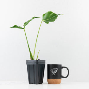 Monstera Deliciosa 'Unniiae' (wk33-U7)