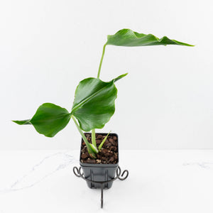 Monstera Deliciosa 'Unniiae' (wk33-U7)