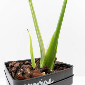 Monstera Deliciosa 'Unniiae' (wk33-U7)