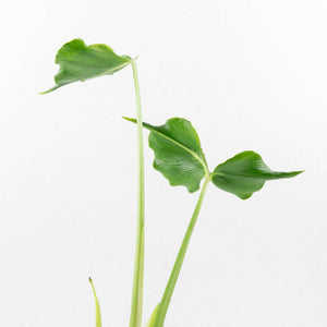 Monstera Deliciosa 'Unniiae' (wk33-U7)