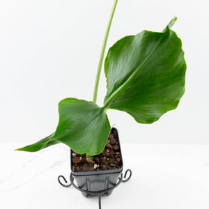 Monstera Deliciosa 'Unniiae' (wk33-U7)
