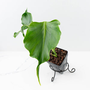 Monstera Deliciosa 'Unniiae' (wk33-U7)