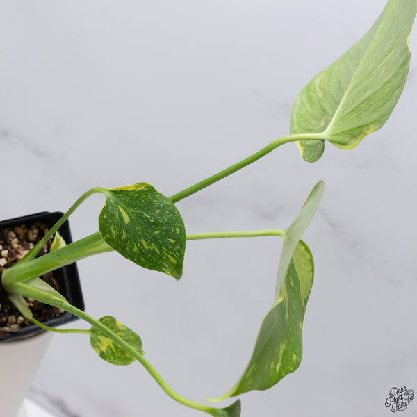 Monstera Deliciosa 'Electrolyte' (wk33-I)