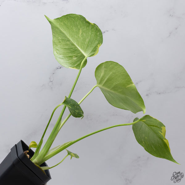 Monstera Deliciosa 'Electrolyte' (wk33-I)