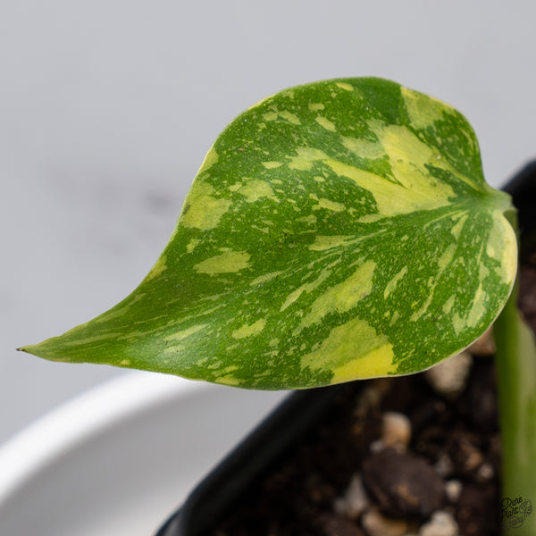 Monstera Deliciosa 'Electrolyte' (wk33-I)