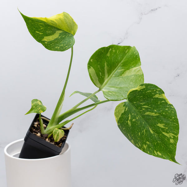 Monstera Deliciosa 'Electrolyte' (wk33-I)