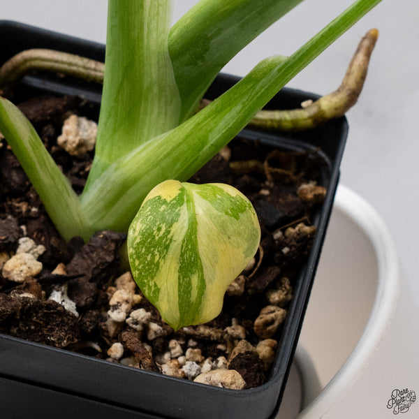 Monstera Deliciosa 'Electrolyte' (wk33-I)